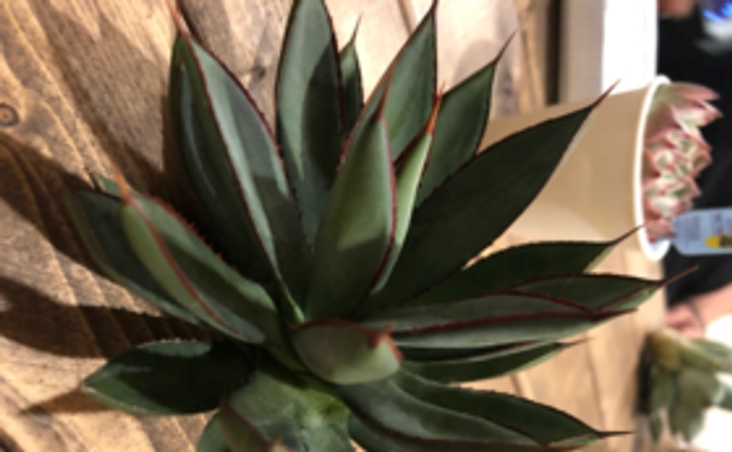 アガベ『バーントバーガンディ』苗１株