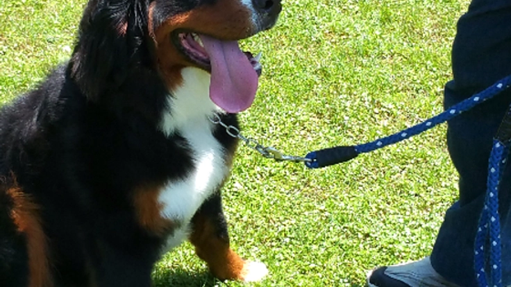 九州豪雨の被災地でペットチャリティーイベントを開催したい！