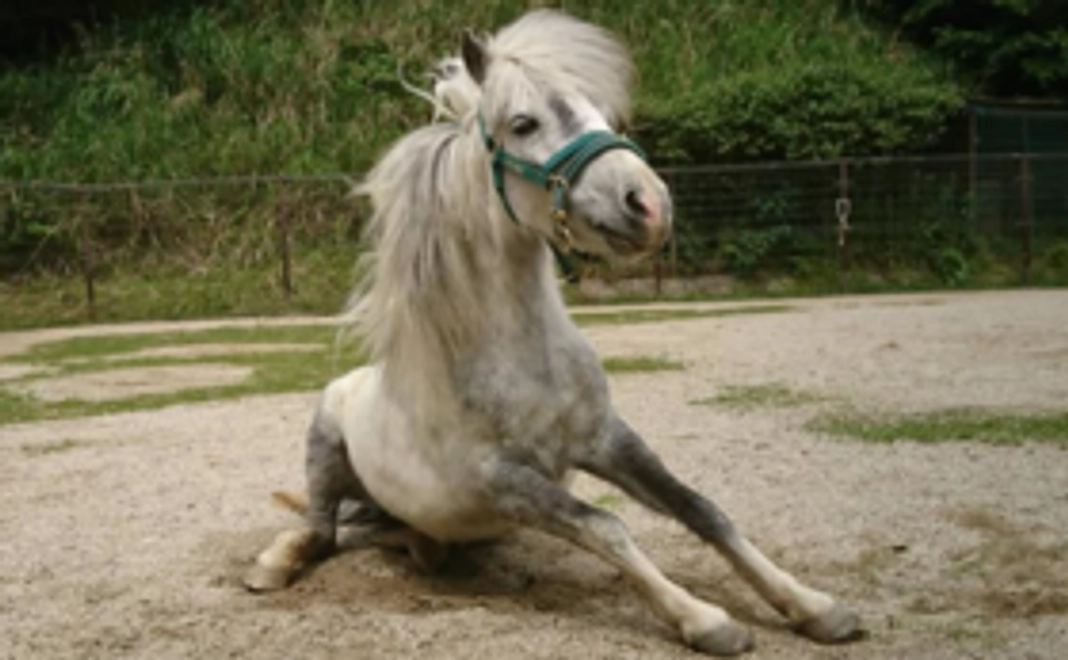 【リターン不要の方向け】動物たちとピクニカ共和国を応援