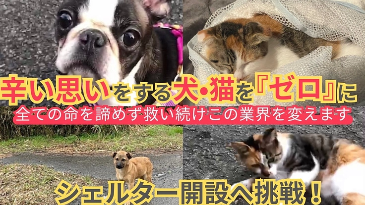 日本の犬猫殺処分ゼロに。命を繋ぐ保護シェルター開設へ。