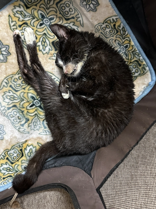 2/8 アビさん定期受診