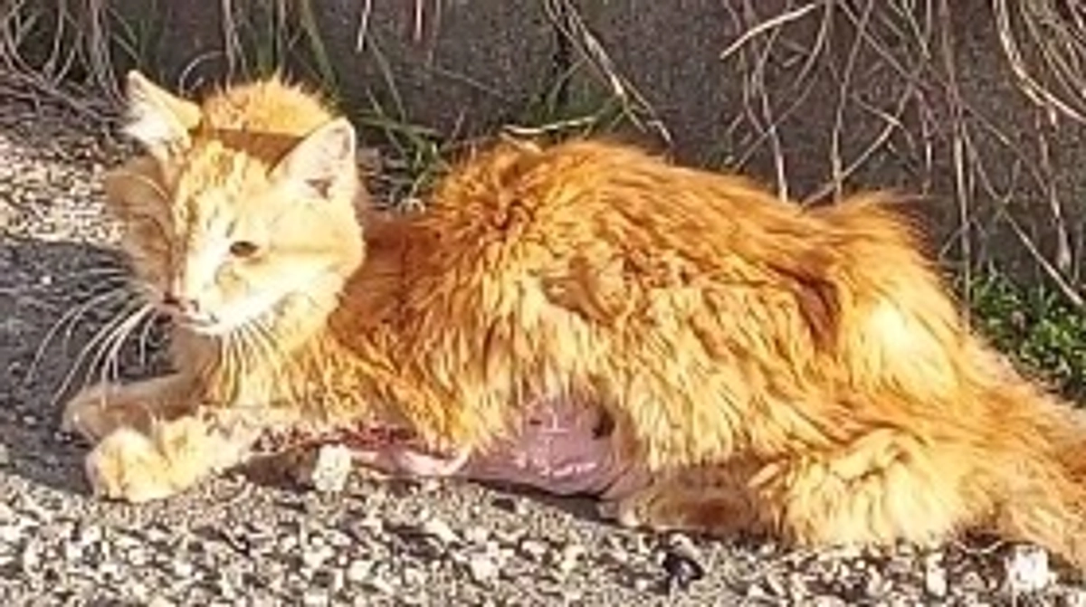 終了日まであと5日！どの子の命も諦めたくない！