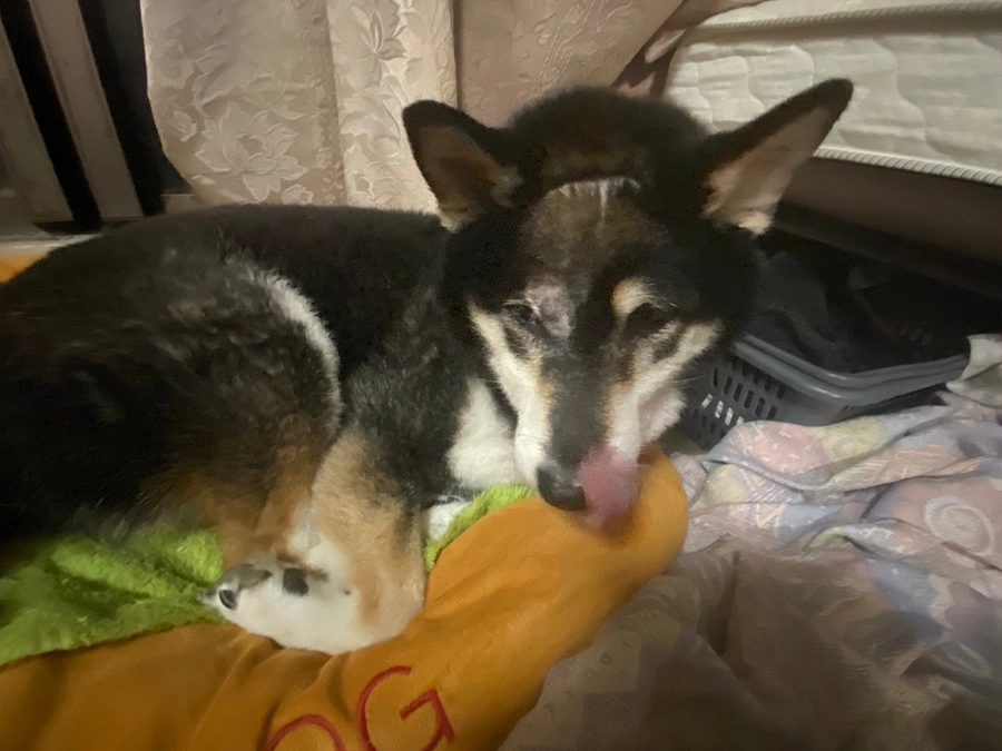 小鉄が食べた！