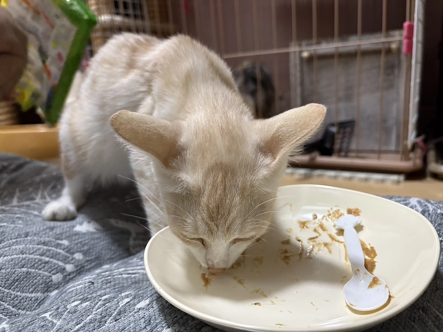 今日の丸ちゃん