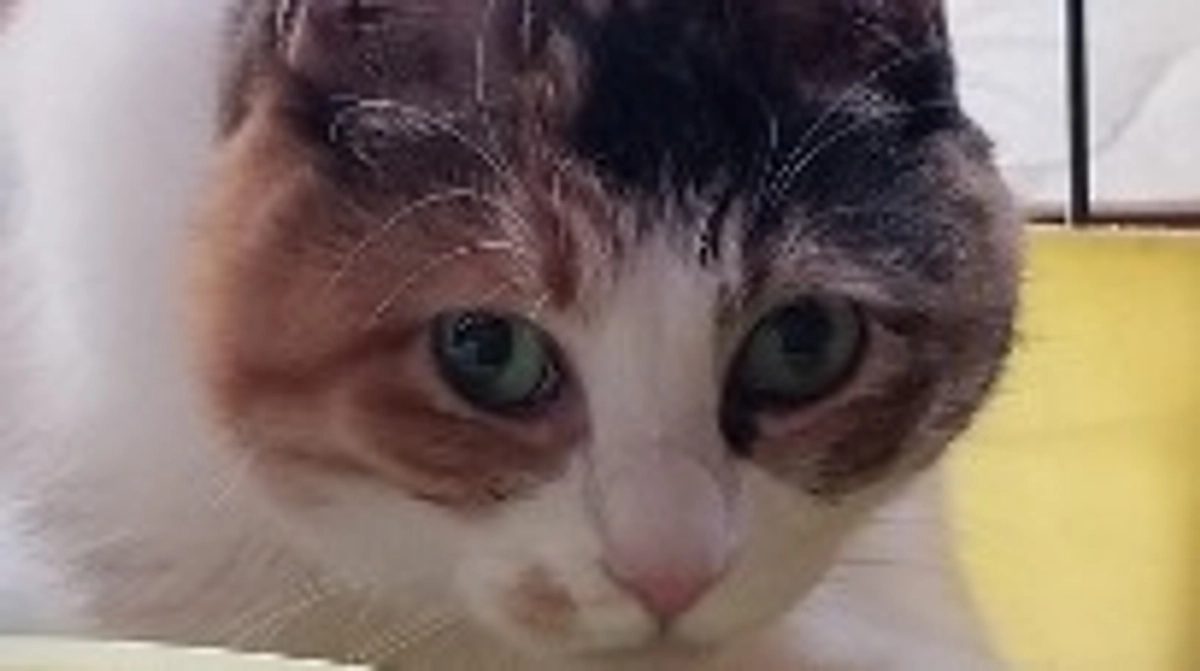 しゃーの退院とこころの通院