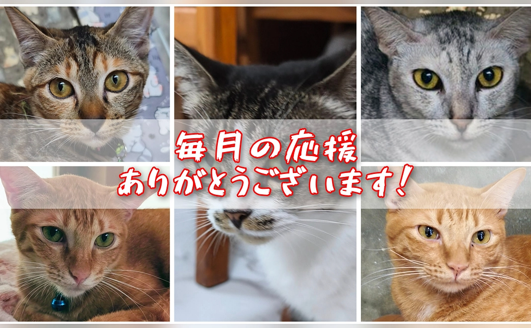 猫砂1袋分サポート