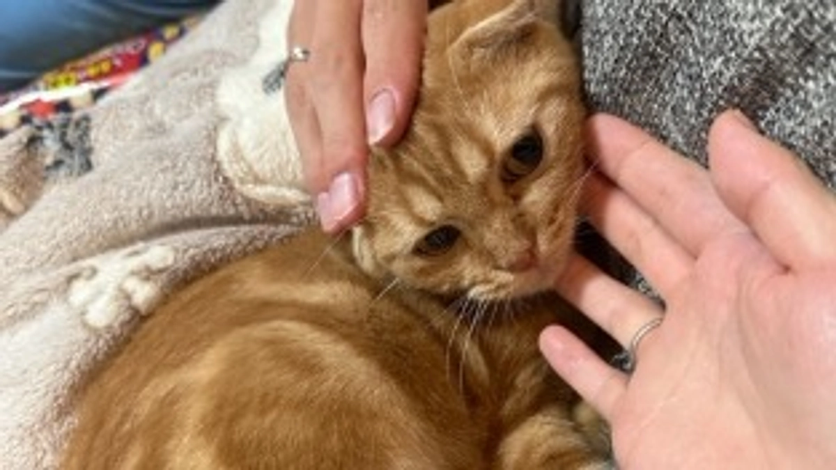 FIP経過観察4日目