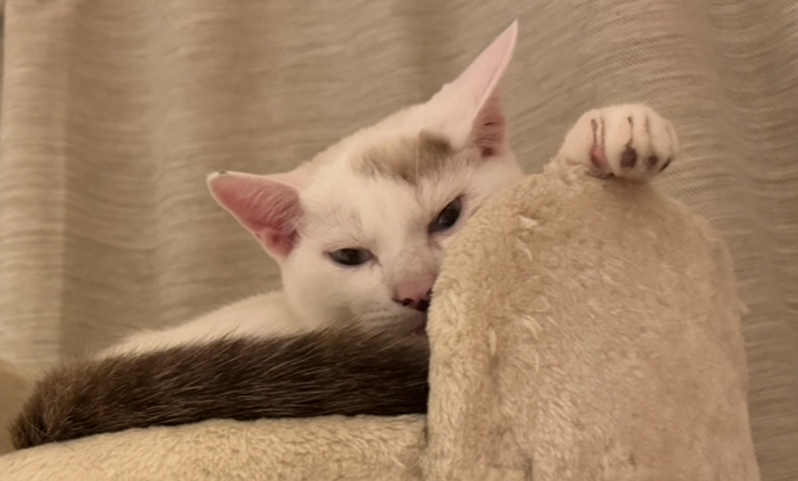 アテネがお手本に