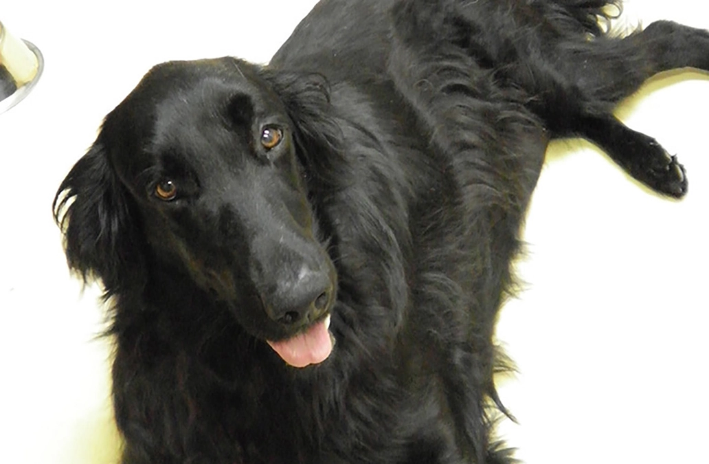 愛犬を犬を助ける献血犬にしませんか？手術に必要な輸血用の献血をする犬がいないのです