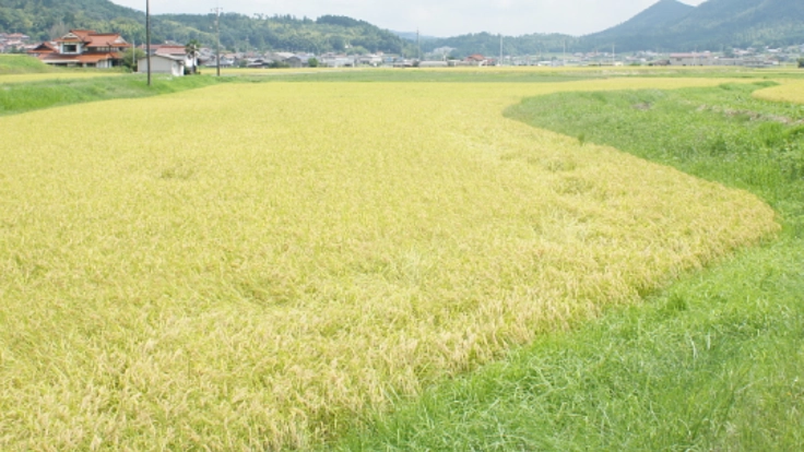 新米買ってください！コロナで売上減！