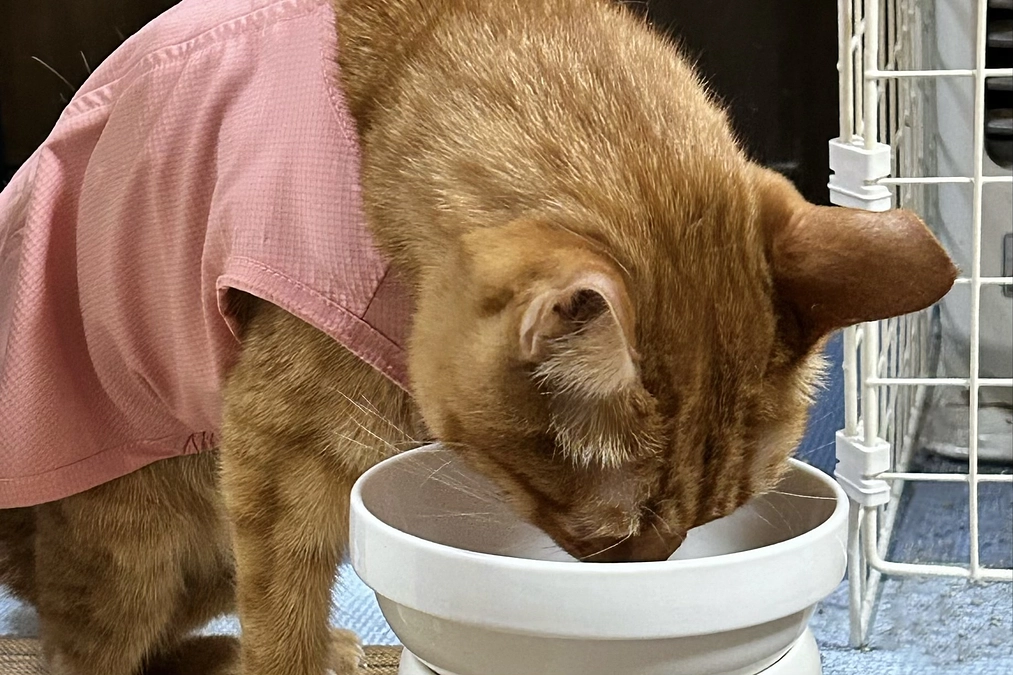 4/22  抗がん剤治療5回目　3.08kg