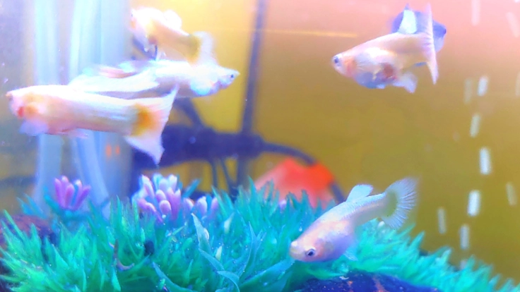 熱帯魚新種開発プロジェクト 【第一弾　グッピー】