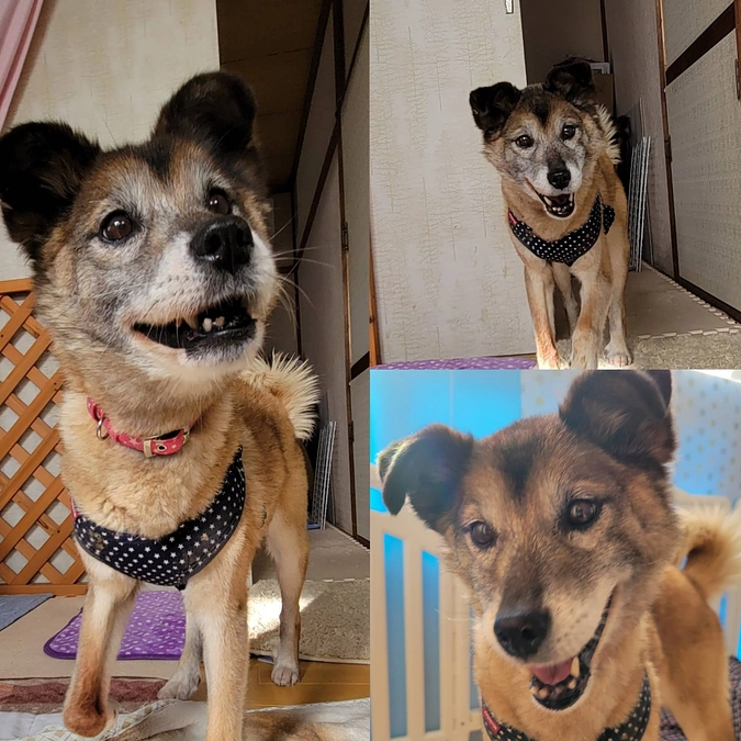 もみじちゃんの声かすれ