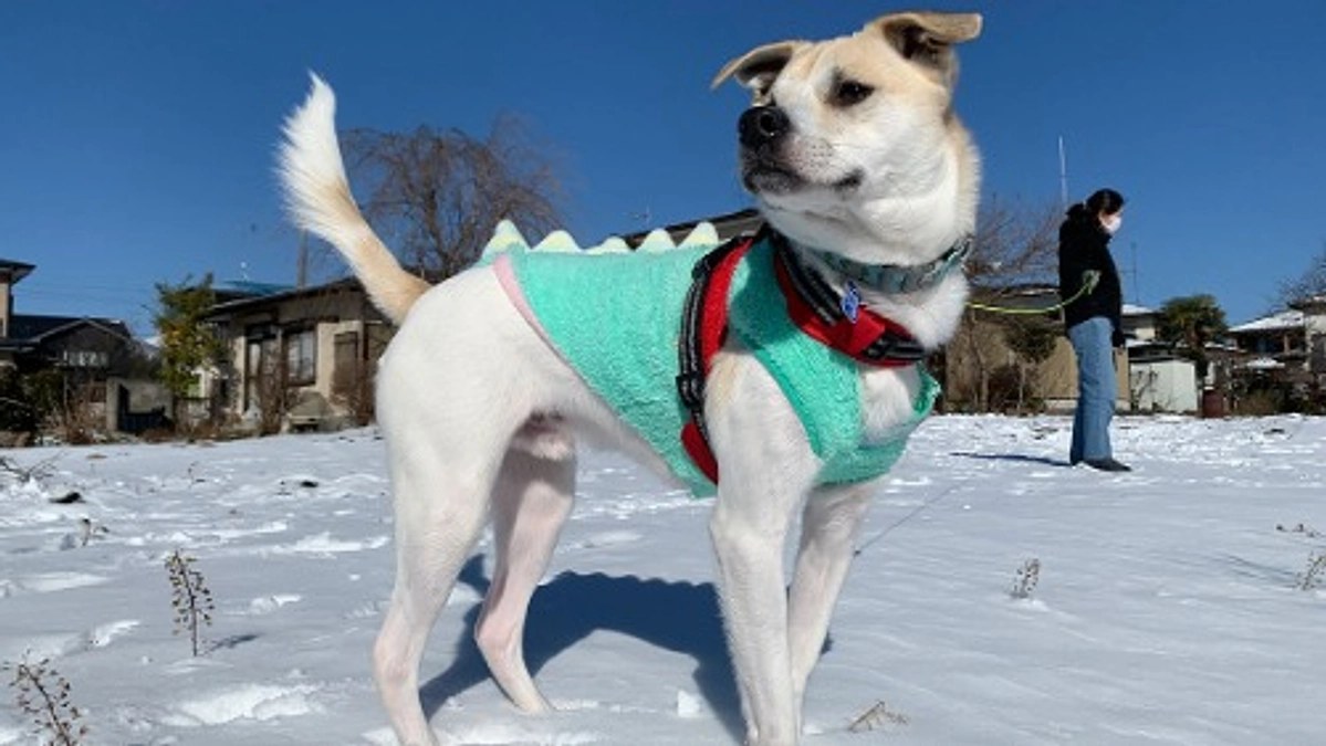 里親様からいただいたお写真とメッセージをご紹介します！（第3弾）