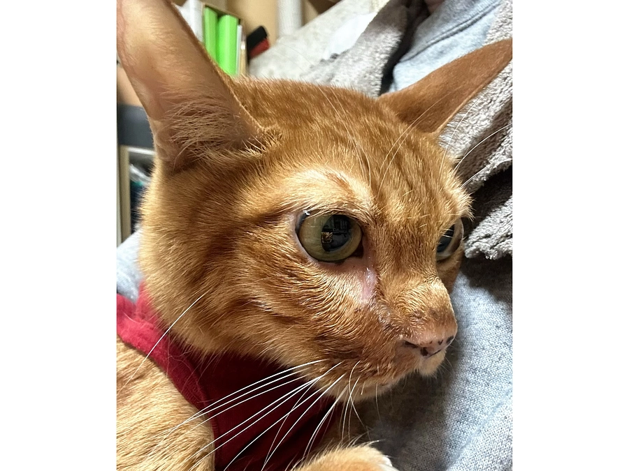 4/28   抗がん剤効いてきました！