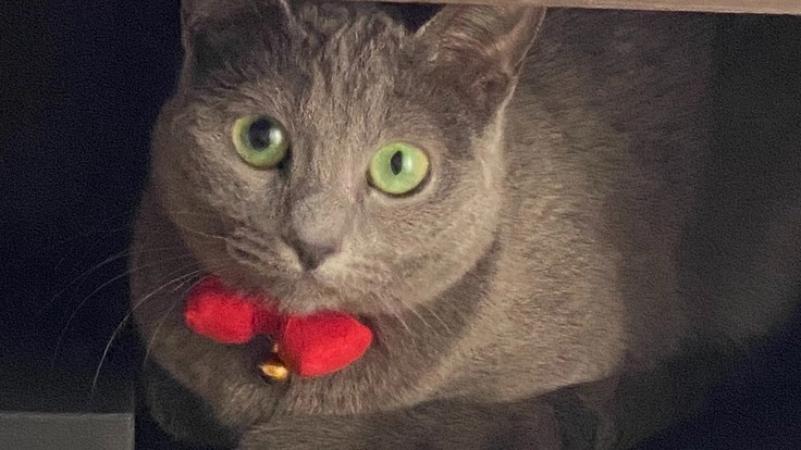 FIP（猫伝染性腹膜炎）と網膜剥離を併発した愛猫「マナ」を助けたい