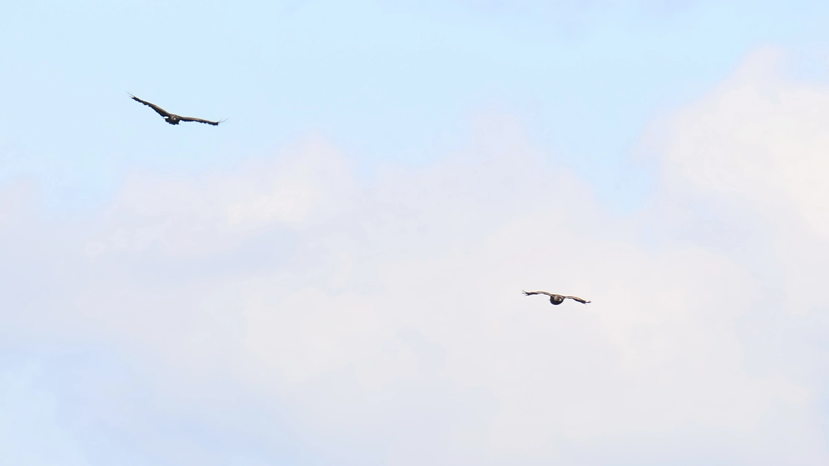 野生のいぶき生中継 Vol.11