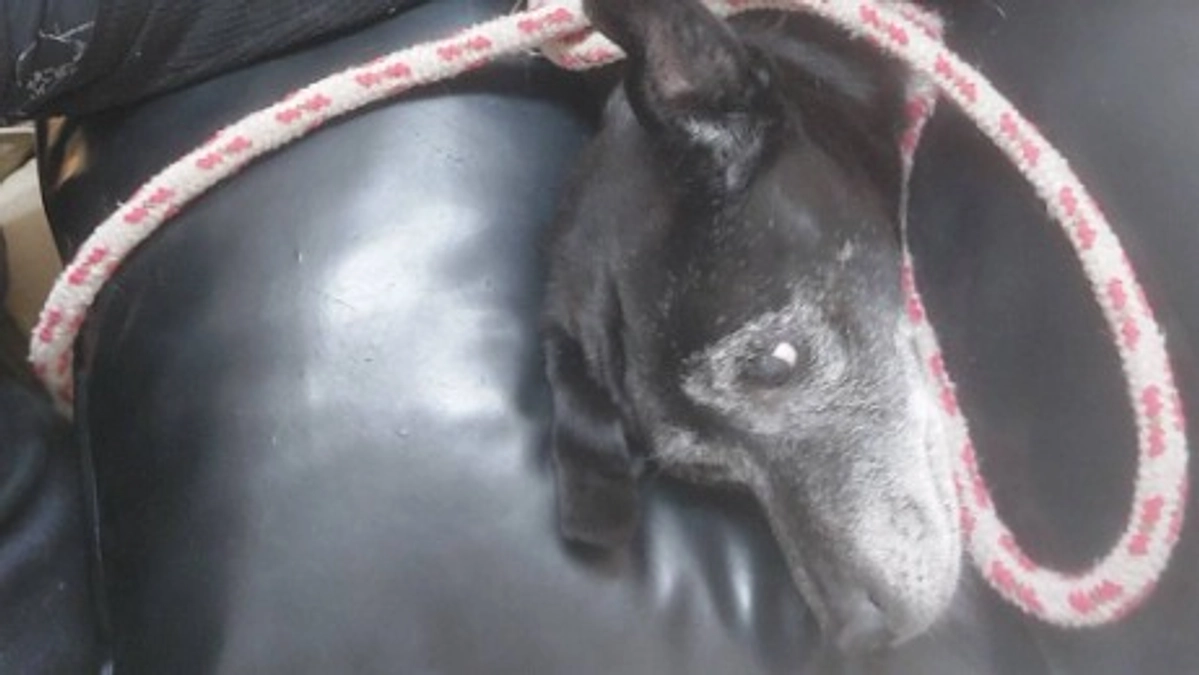 再手術をすることになると思います