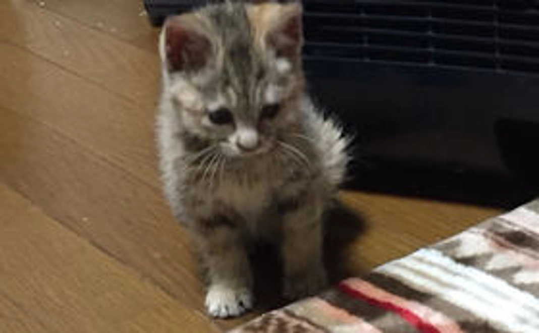 ￥1000支援　感謝のメール＆ワクチン料金割引(1頭分)