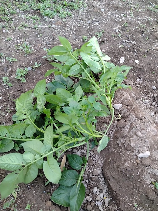 じゃがいもを植えました！　～その１０　強風に遭いました…～