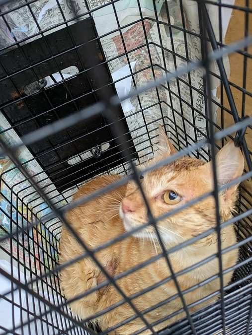 土砂降りの廃棄物埋立処分場”海の先端”で──14の命を抱えて帰りました