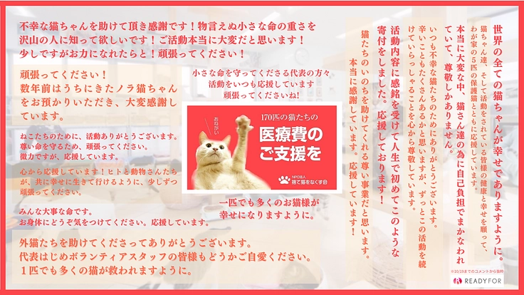 行き場のない猫170匹を守る。終いの棲家存続のため医療費のご支援を 2枚目
