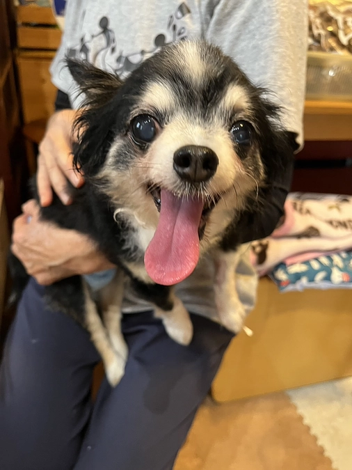 小さなしっぽの収支報告