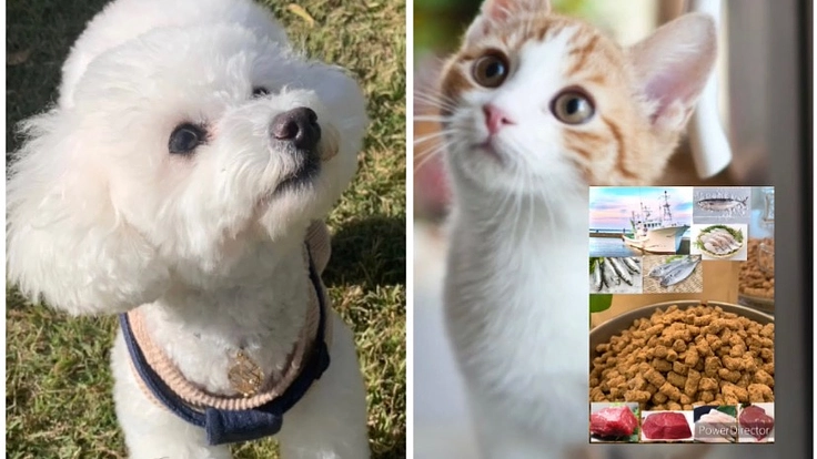 古代植物堆積層フルボ酸入りの犬猫のための健康フードの開発