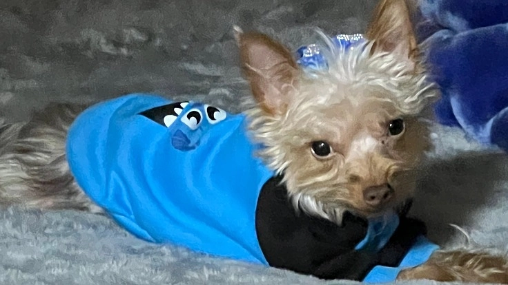 重度の肺動脈弁狭窄症で早期の手術が必要です