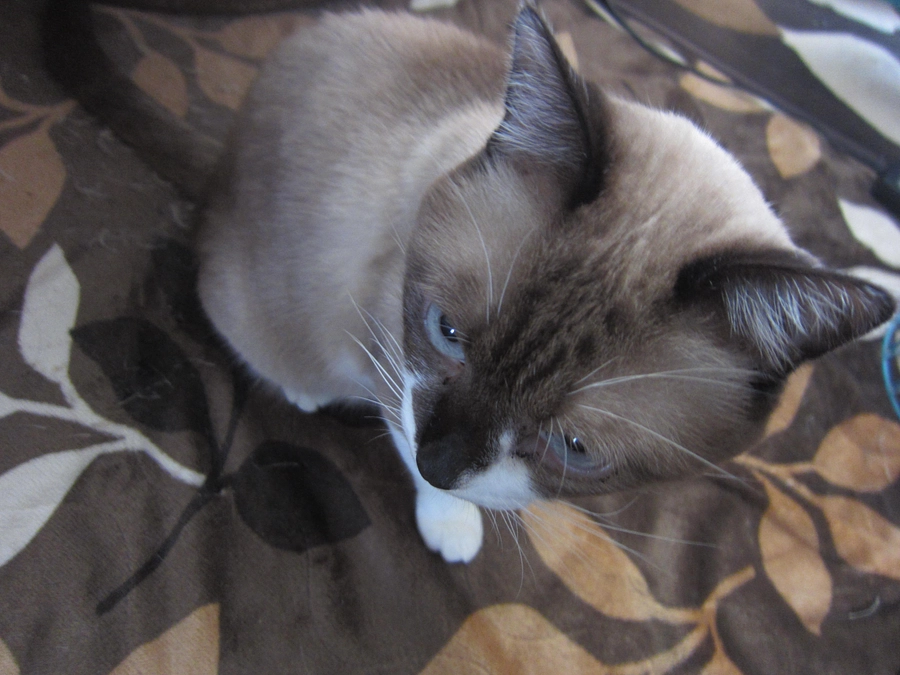 あなたに寄り添う「ぽん太」