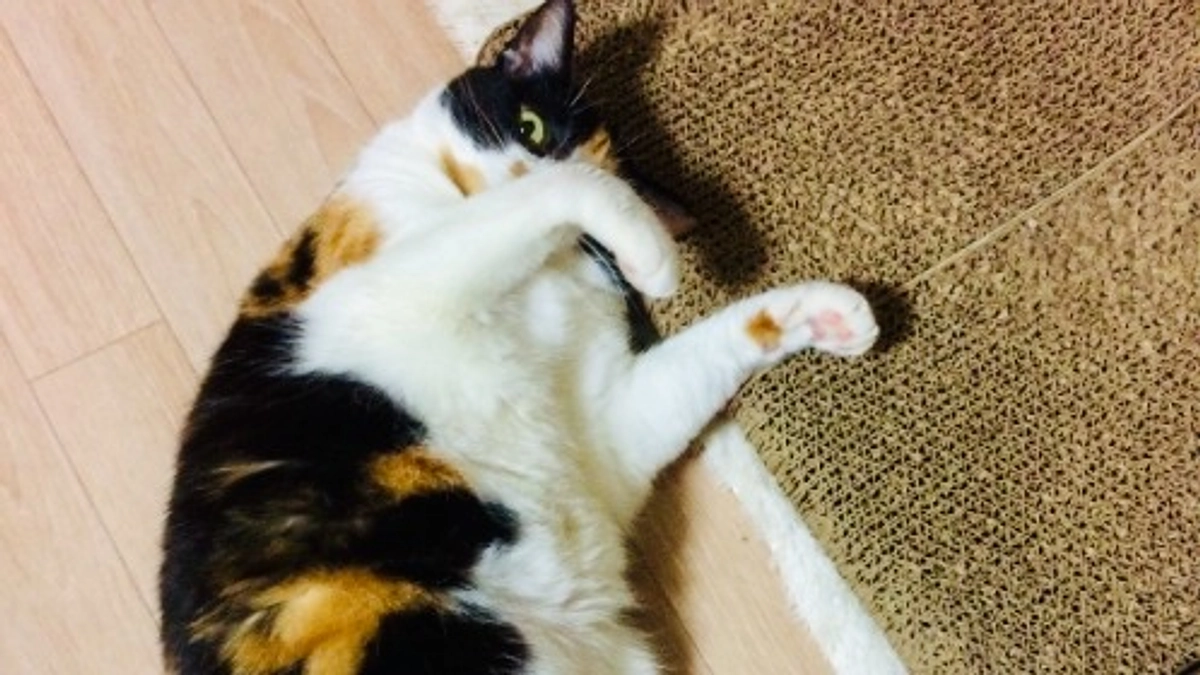 ■活動報告_1：モモのプロジェクト、スタートしました。