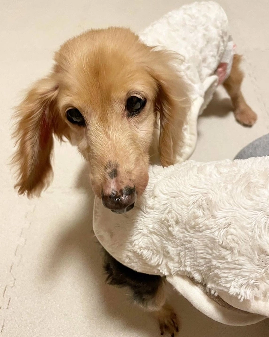 ふみふみに関わったわんちゃんたち