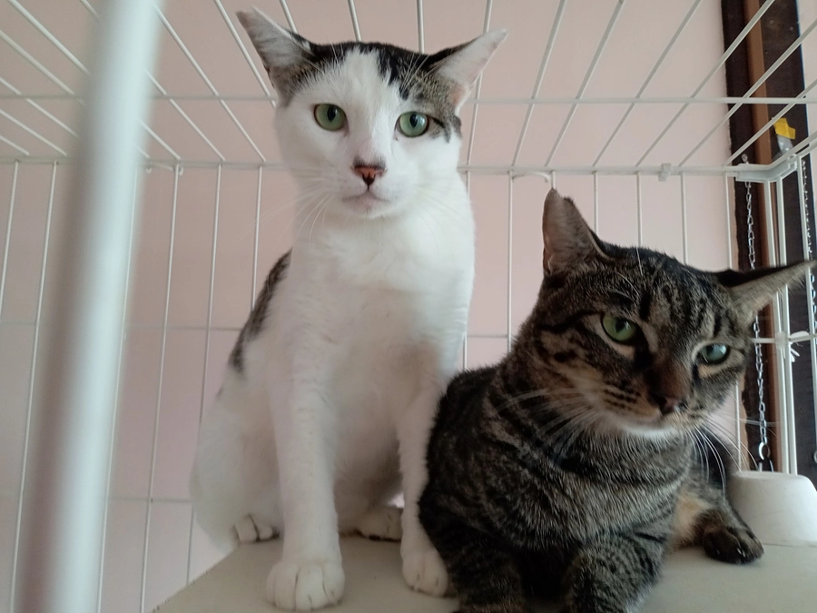 新店舗の開店は10月31日金曜日の予定です。