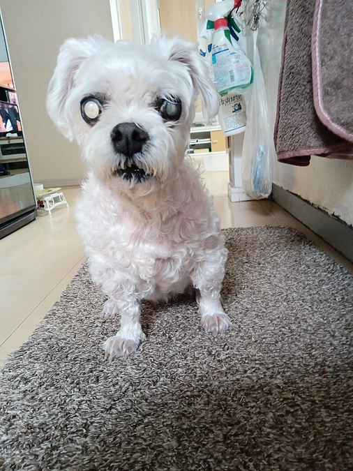 はなこ元気に過ごしております