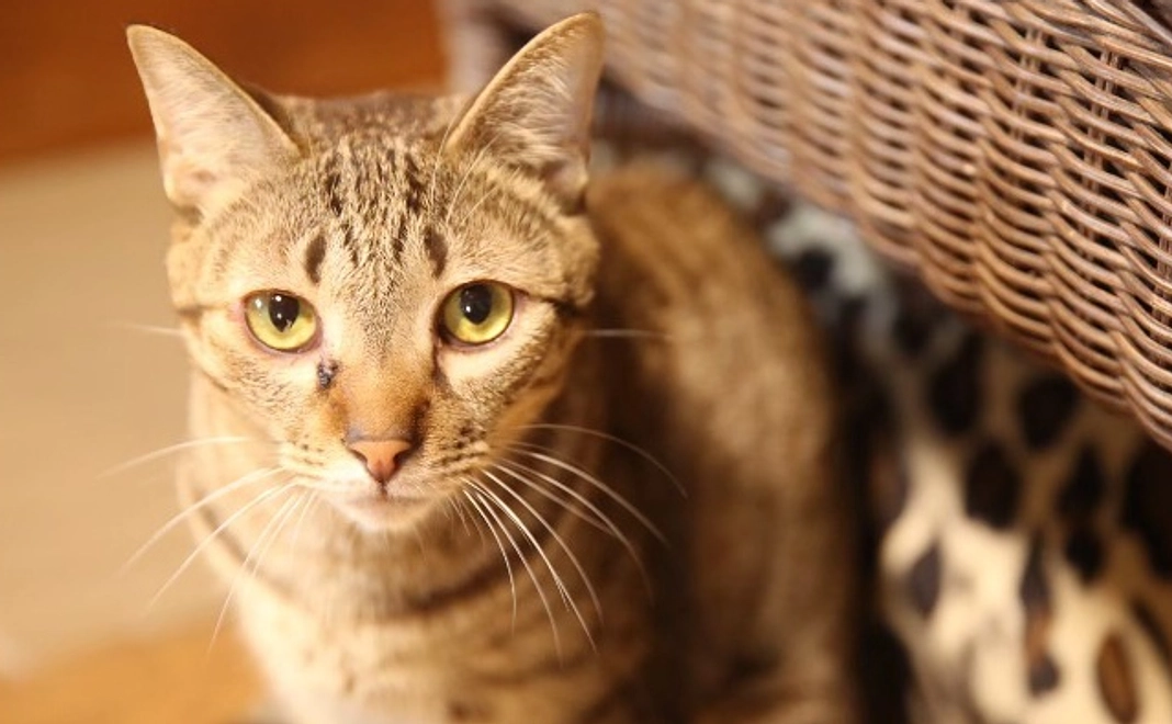 毎月10000円コース