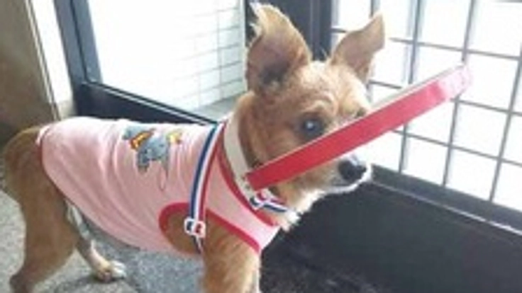 失明犬の介護グッズ製作の為の3Dプリンターを新調したい!