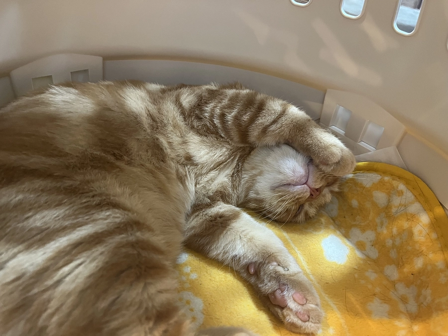 必ず近くで寝るふう