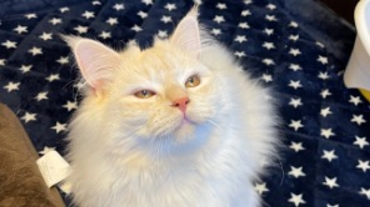 猫も人間も健康が一番