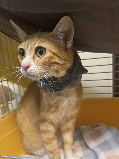 【残り3日】ぺろ君の経過