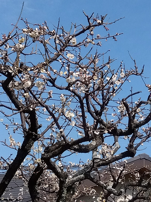 よそさまの梅　2025🌸