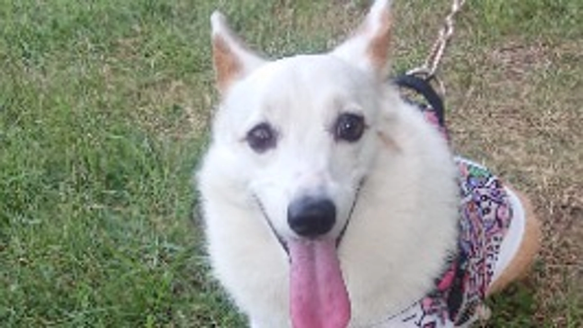 クルミリンパ腫治療