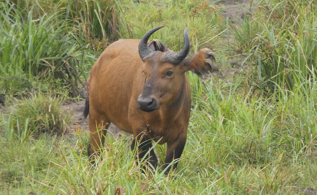 【お気持ちコース】ポン・カッセまでのランクル2往復分の燃料費になります!