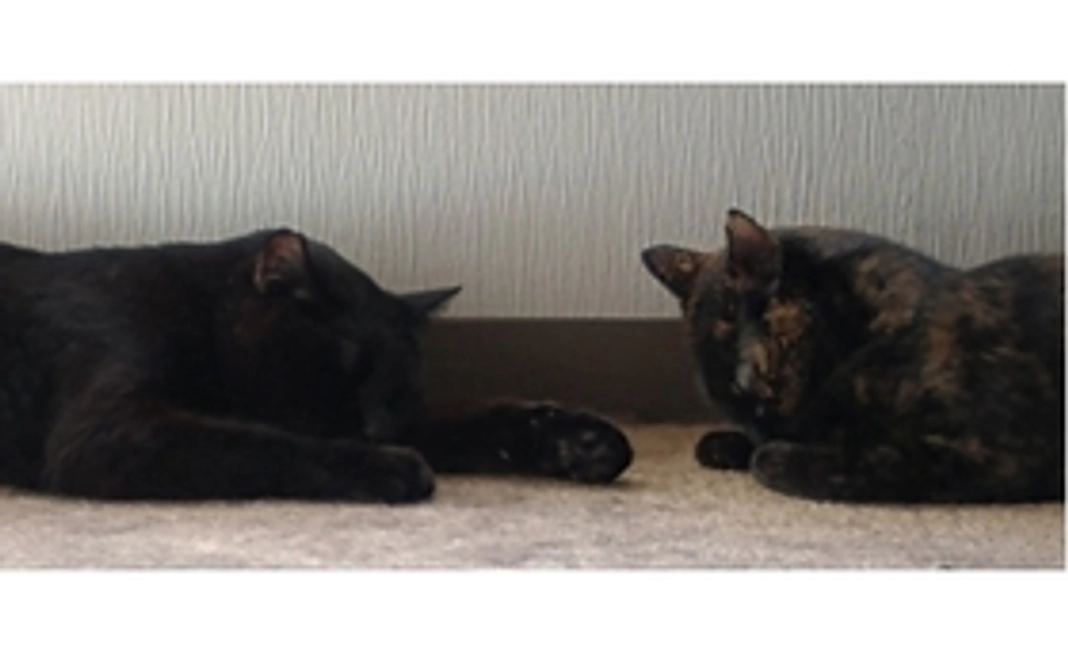 感謝のメール＆オリジナル保護猫動画