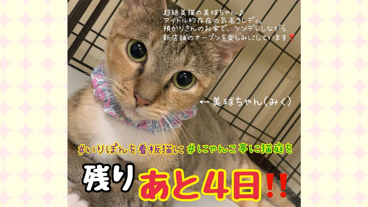 【あと4日】身体ハンディの子達と保護活動　そして、コメント紹介