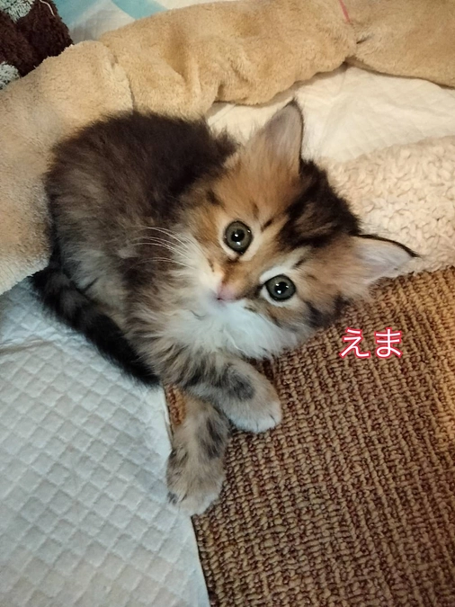 応援コメント、ありがとうございますっ！