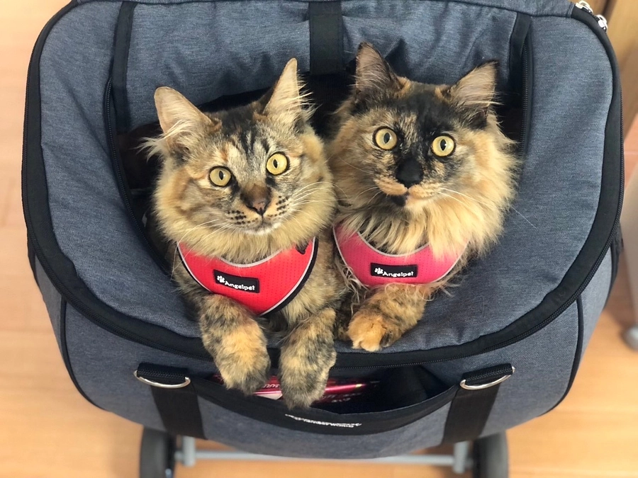 【ご報告】毎月のご支援に感謝！保護猫ふみふみが法人化いたしました！