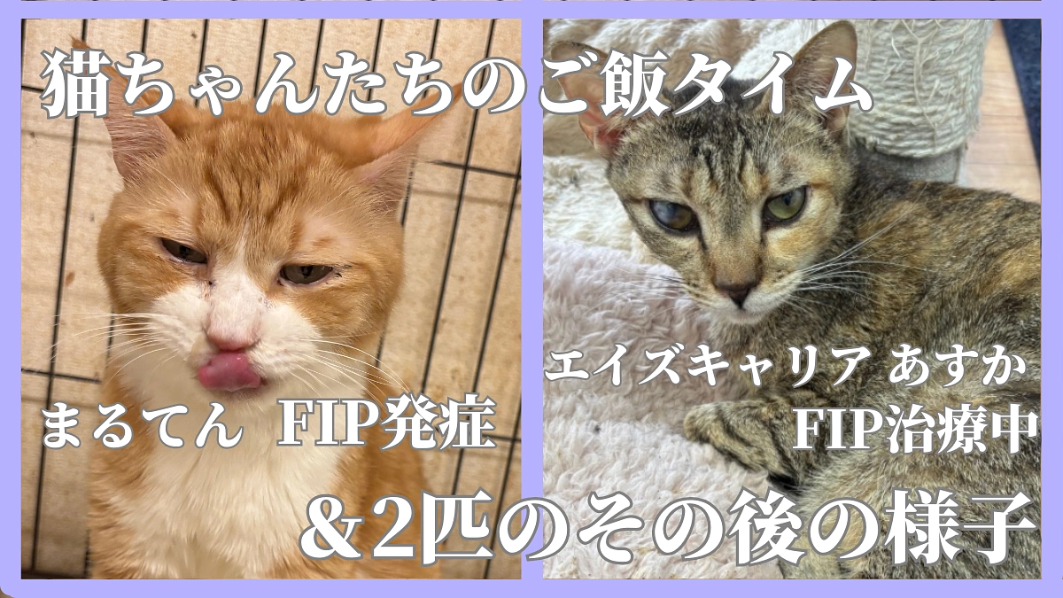 猫ちゃんたちのご飯タイム＆まるてん・あすかの様子