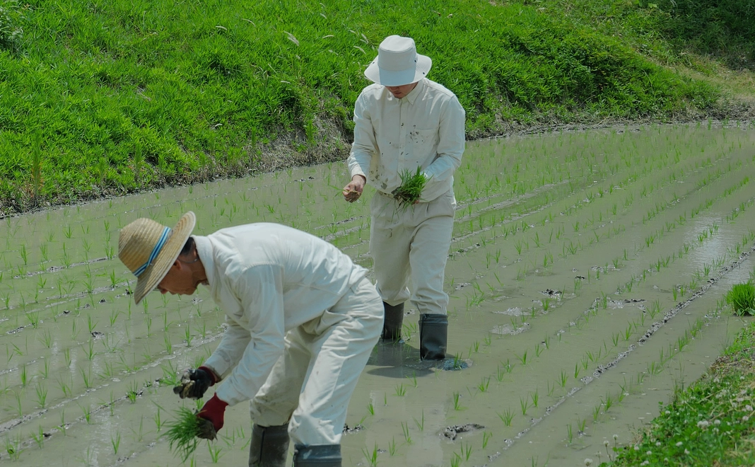 純粋応援コース｜あなたのご支援で地域の田を引き継ぎ、山田錦を植えて育てます！10万円