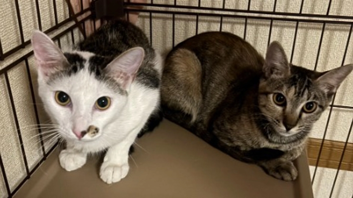 クラファン準備期間中に「こった・たから」トライアルへ！【８日目】