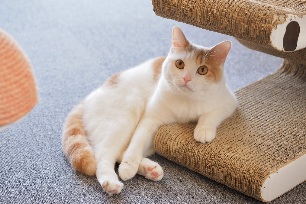 クラウドファンディング目標達成の御礼